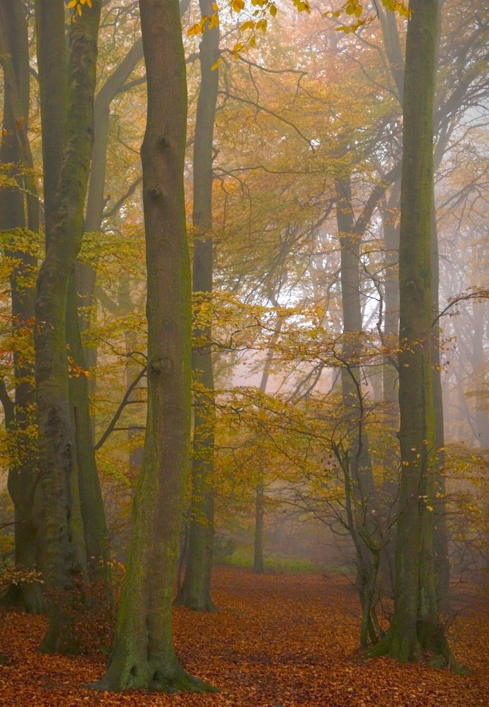 Autumn in Wendover Wood, UK