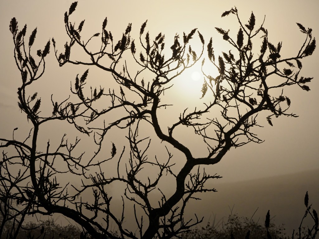 Silhouetted Sumac